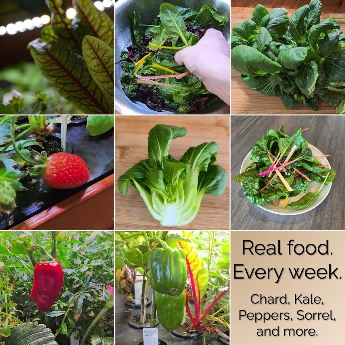 Chef’s Organic Set - Hydroponic Bundle