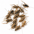 Live Crickets (Banded)